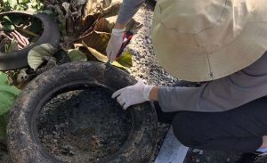 Balneário Camboriú tem 567 focos do mosquito da Dengue