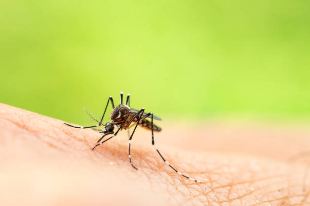 Aumentam casos de dengue no estado de SC
