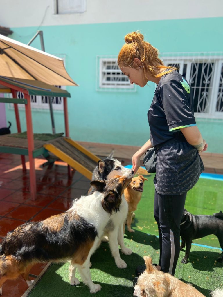 Hotel e creche para cães em Balneário Camboriu comemora sucesso no crescimento dos serviços