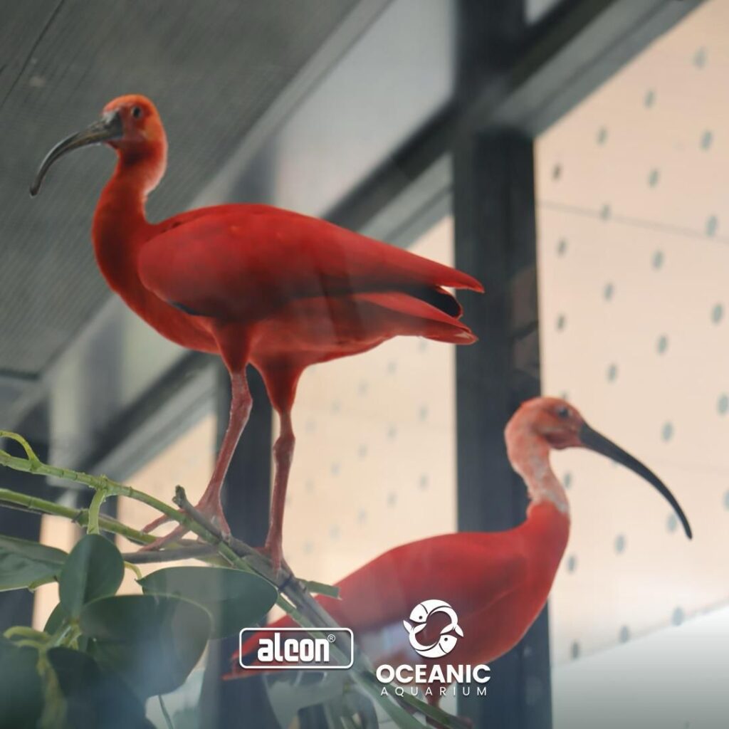 Oceanic Aquarium inaugura dois novos habitats