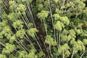 Avião que partiu de Florianópolis caiu no interior de SP e cinco pessoas morreram
