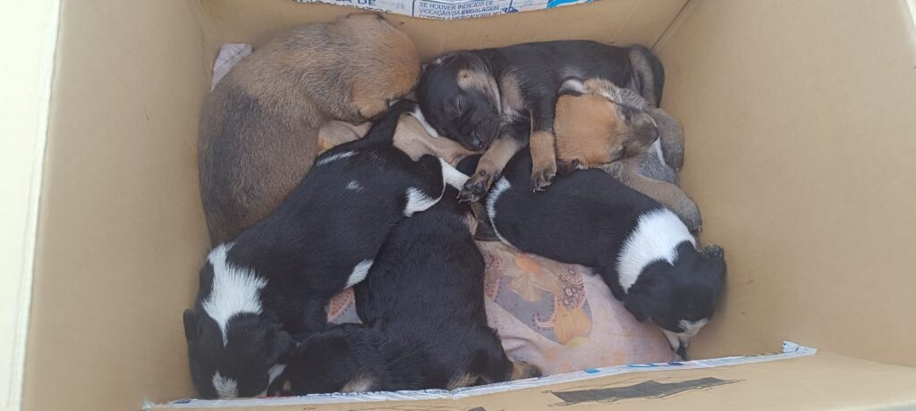 GM de Balneário Camboriú registra mais de 200 ocorrências envolvendo animais em 2025