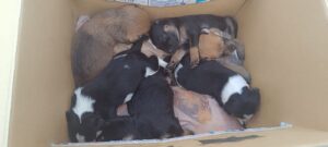 GM de Balneário Camboriú registra mais de 200 ocorrências envolvendo animais em 2025