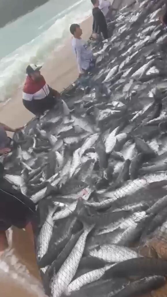 Mais de 1.700 tainhas são capturadas na Praia de Taquaras