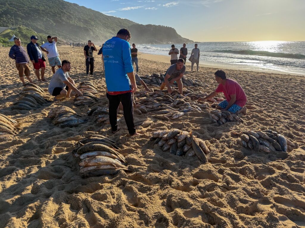 Pesca da tainha é retomada em Balneário Camboriú
