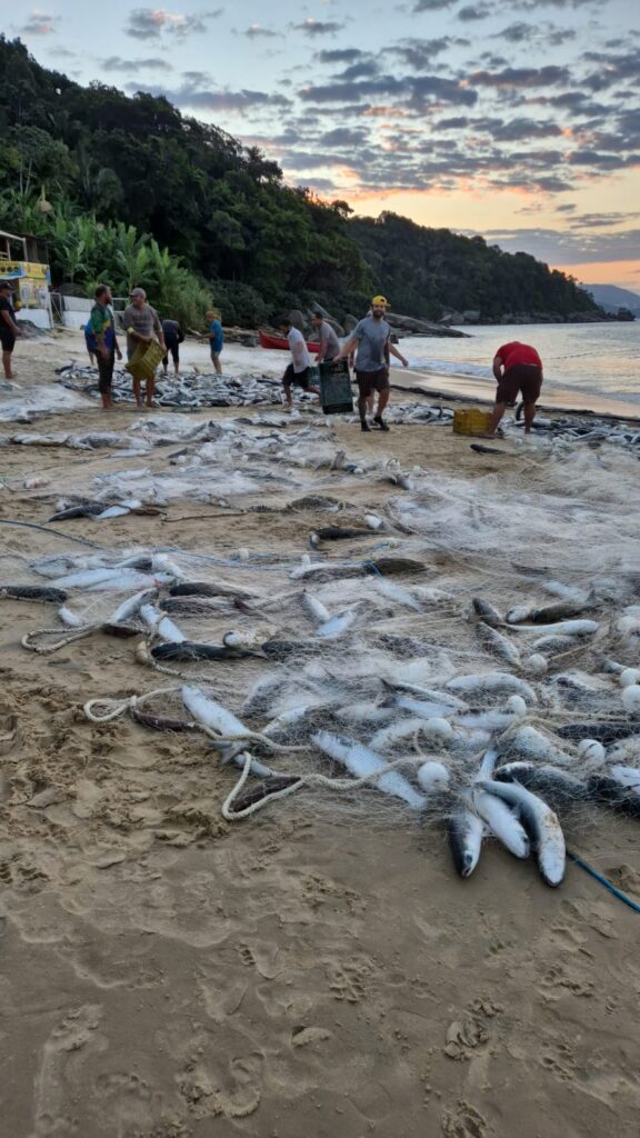 Praia de Laranjeiras e Praia de Taquaras registram lanços de tainha nesta segunda-feira